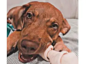 Cachorro raça Pitbul idade 2 a 6 meses nome Paçoca