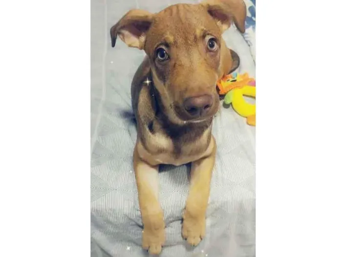 Cachorro ra a Pitbul idade 2 a 6 meses nome Paçoca