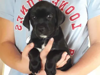 Cachorro raça Mestiço Labrador e SRD idade Abaixo de 2 meses nome Sem nome 