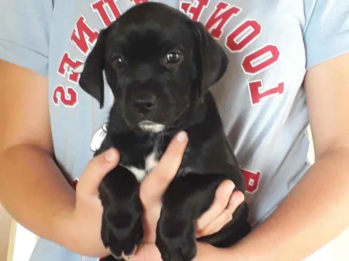Cachorro ra a Mestiço Labrador e SRD idade Abaixo de 2 meses nome Sem nome 