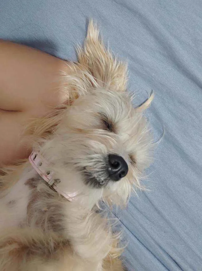 Cachorro ra a Srd idade 1 ano nome Sem nome