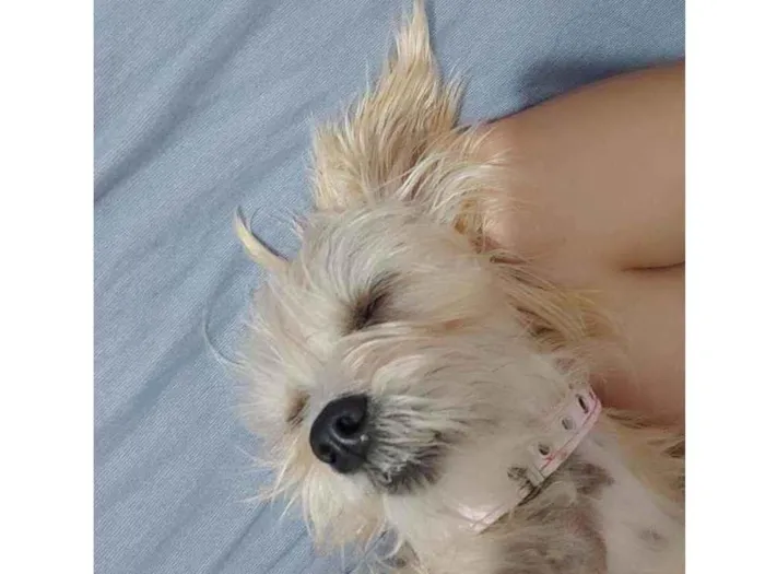 Cachorro ra a Srd idade 1 ano nome Sem nome