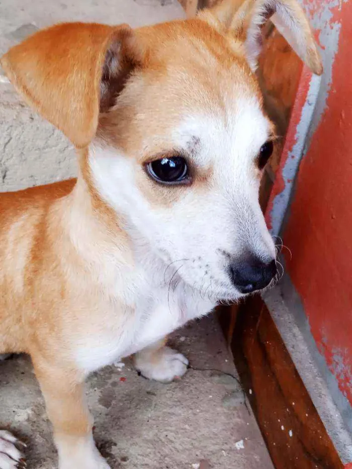 Cachorro ra a Vira Lata idade 2 a 6 meses nome Sky