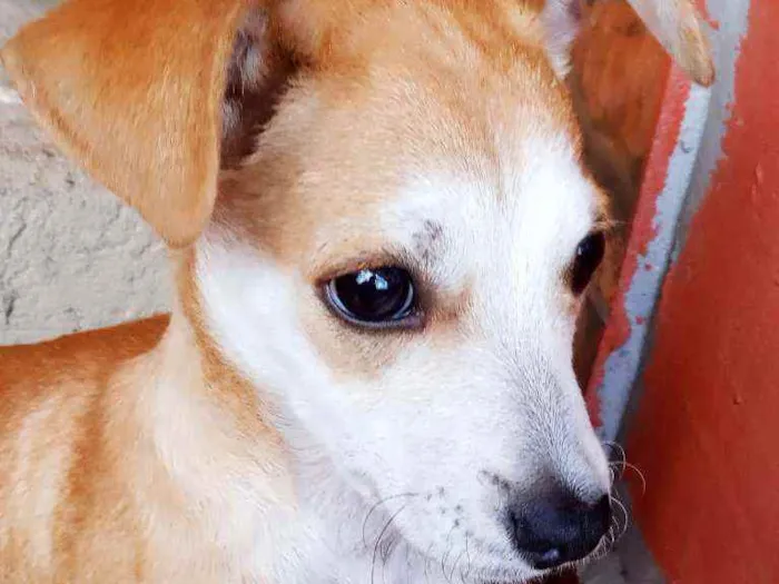 Cachorro ra a Vira Lata idade 2 a 6 meses nome Sky