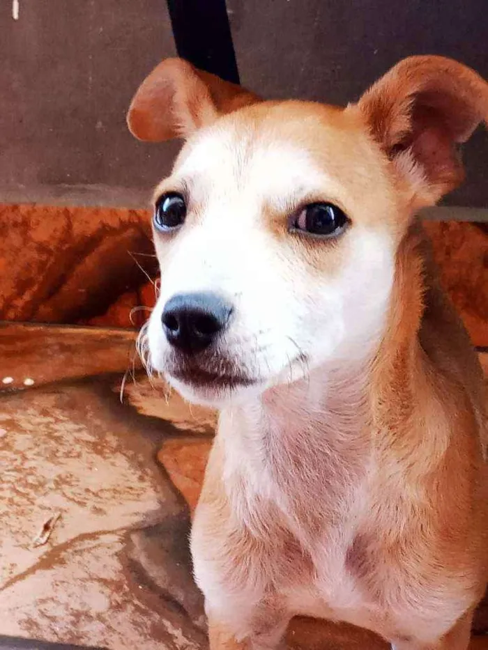 Cachorro ra a Vira Lata idade 2 a 6 meses nome Sky