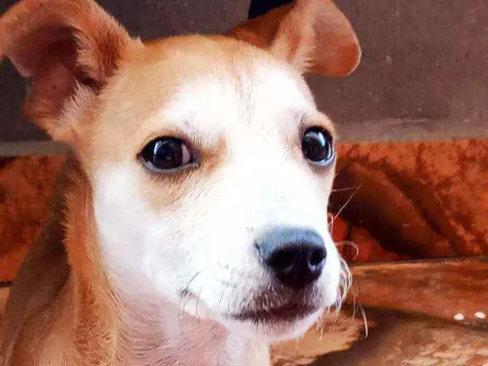 Cachorro ra a Vira Lata idade 2 a 6 meses nome Sky