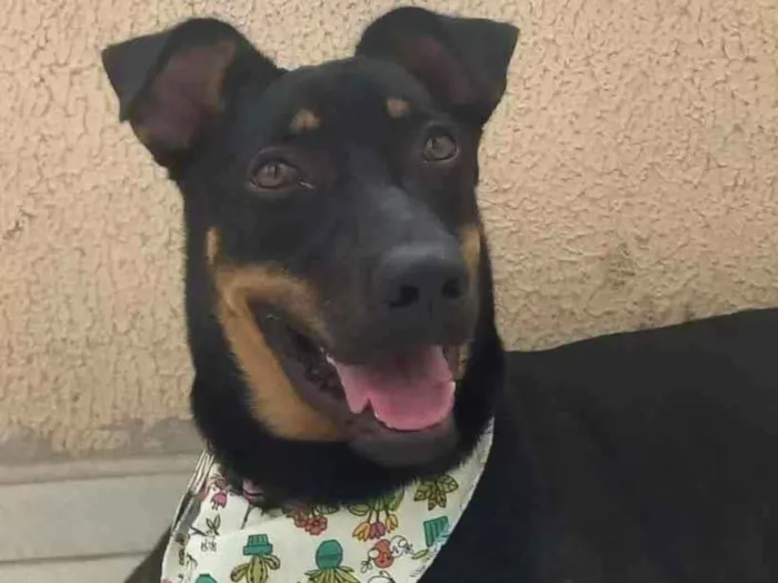 Cachorro raça SRD idade 7 a 11 meses nome Mel