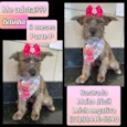 Belinha 
