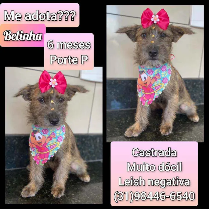 Cachorro raça SRD idade 7 a 11 meses nome Belinha 