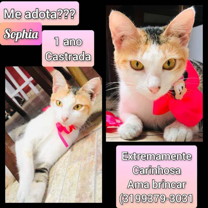 Gato raça SRD idade 7 a 11 meses nome Sophia