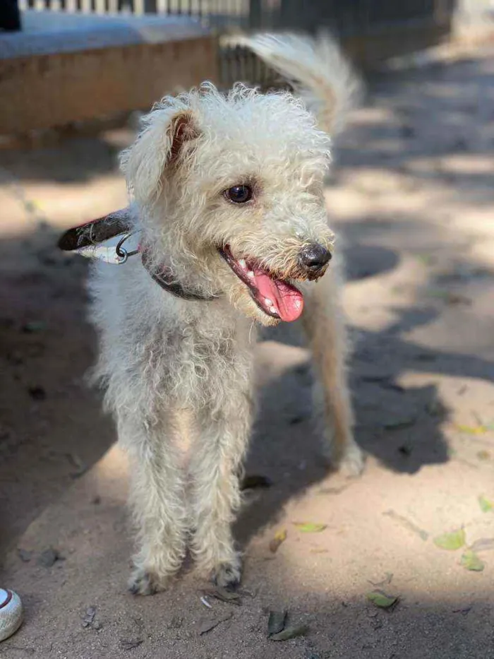 Cachorro ra a Poodle idade 7 a 11 meses nome Branquinho