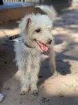 Branquinho