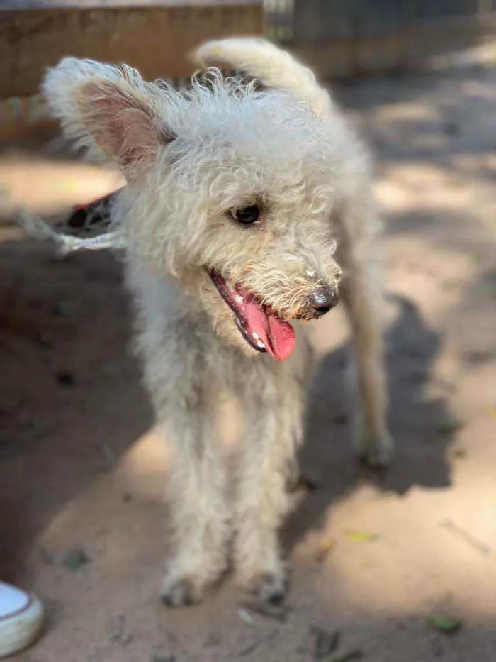 Cachorro ra a Poodle idade 7 a 11 meses nome Branquinho