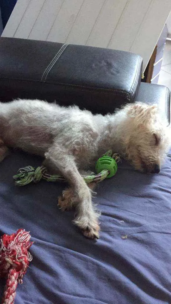 Cachorro ra a Poodle idade 7 a 11 meses nome Branquinho