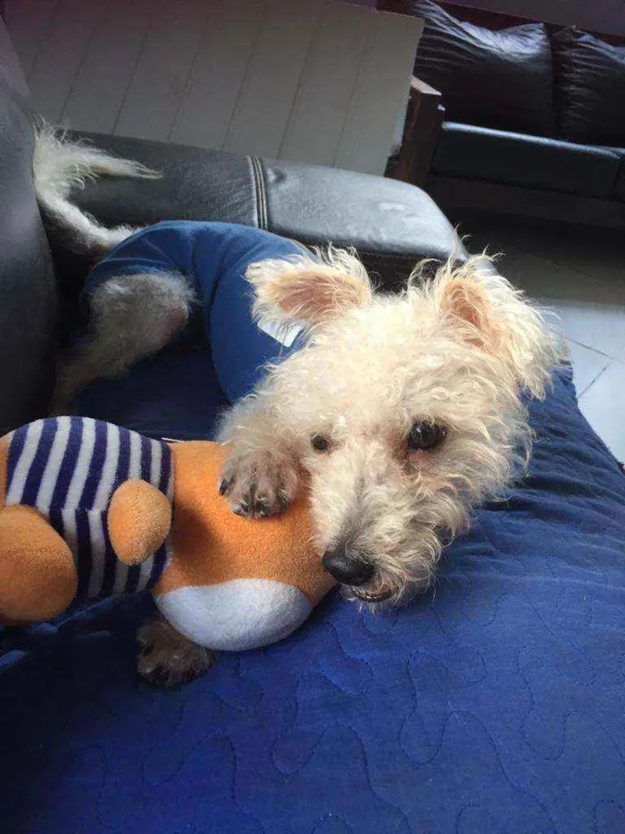 Cachorro ra a Poodle idade 7 a 11 meses nome Branquinho