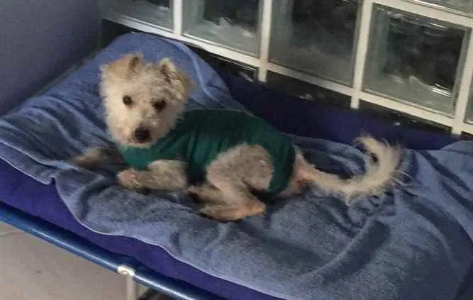 Cachorro ra a Poodle idade 7 a 11 meses nome Branquinho
