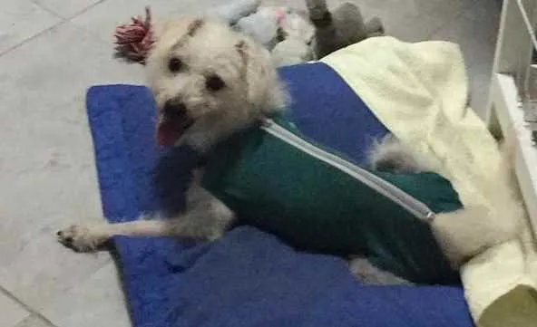 Cachorro ra a Poodle idade 7 a 11 meses nome Branquinho