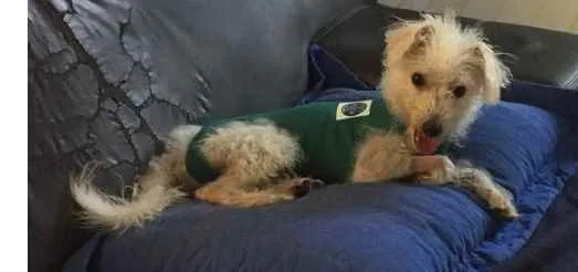 Cachorro ra a Poodle idade 7 a 11 meses nome Branquinho