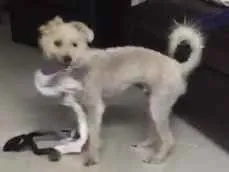 Cachorro ra a Poodle idade 7 a 11 meses nome Branquinho