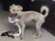 Branquinho