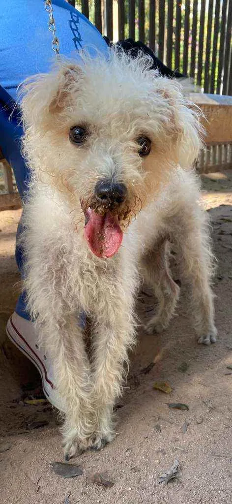 Cachorro ra a Poodle idade 7 a 11 meses nome Branquinho