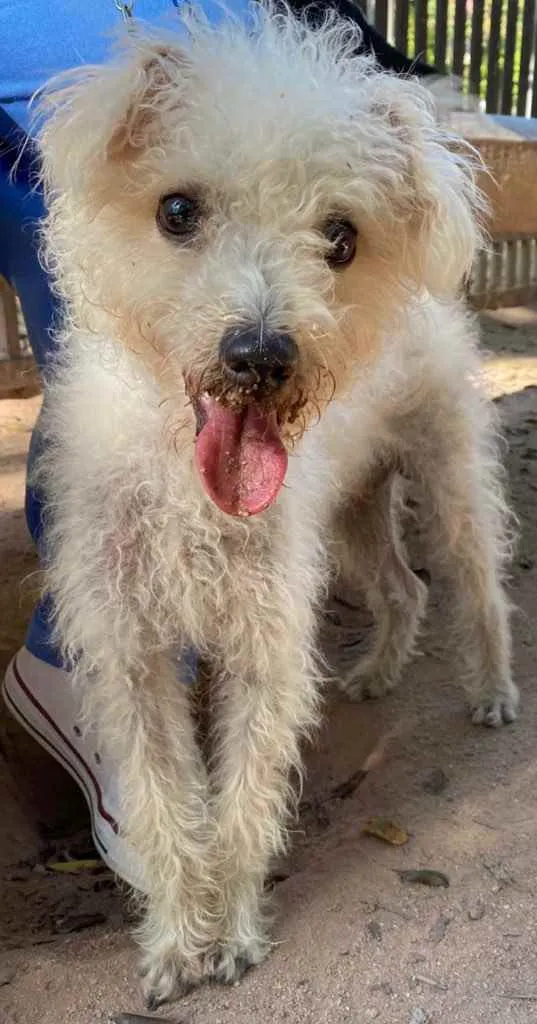 Cachorro ra a Poodle idade 7 a 11 meses nome Branquinho
