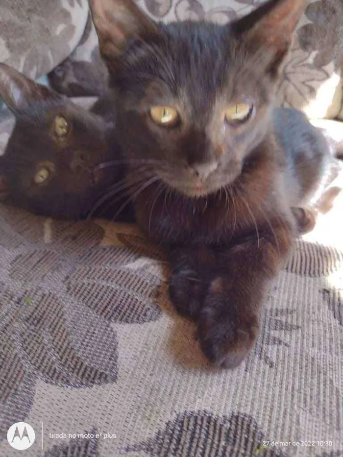 Gato ra a  idade 7 a 11 meses nome Simas