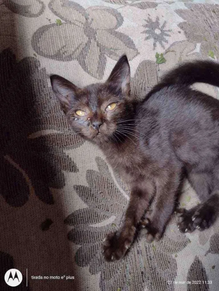 Gato ra a  idade 2 a 6 meses nome Valentim 