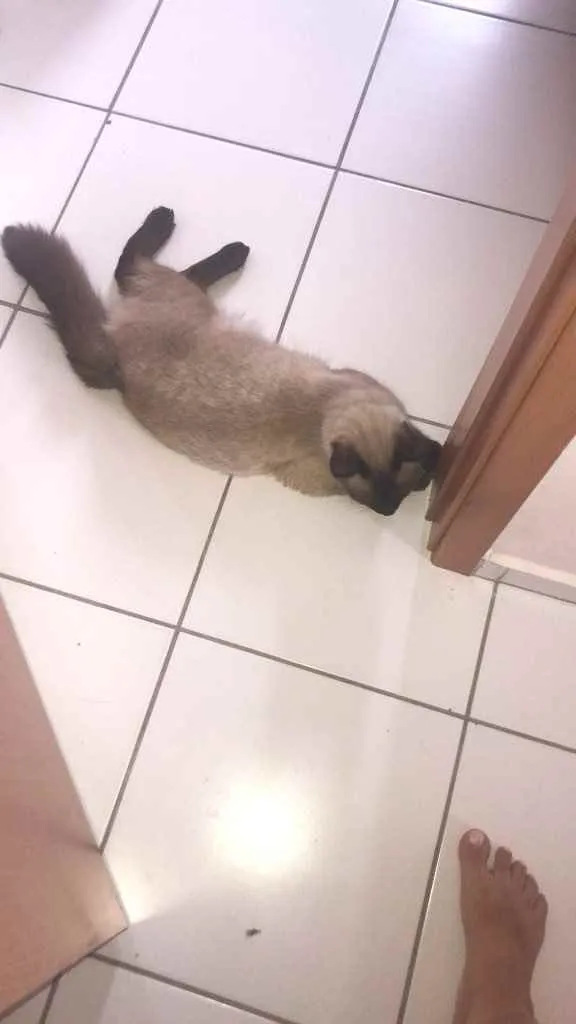 Gato ra a Siamês  idade 7 a 11 meses nome Bruce e jade 