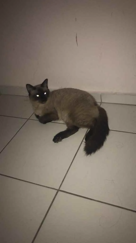 Gato ra a Siamês  idade 7 a 11 meses nome Bruce e jade 