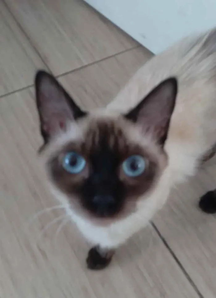Gato ra a Siamês  idade 7 a 11 meses nome Bruce e jade 
