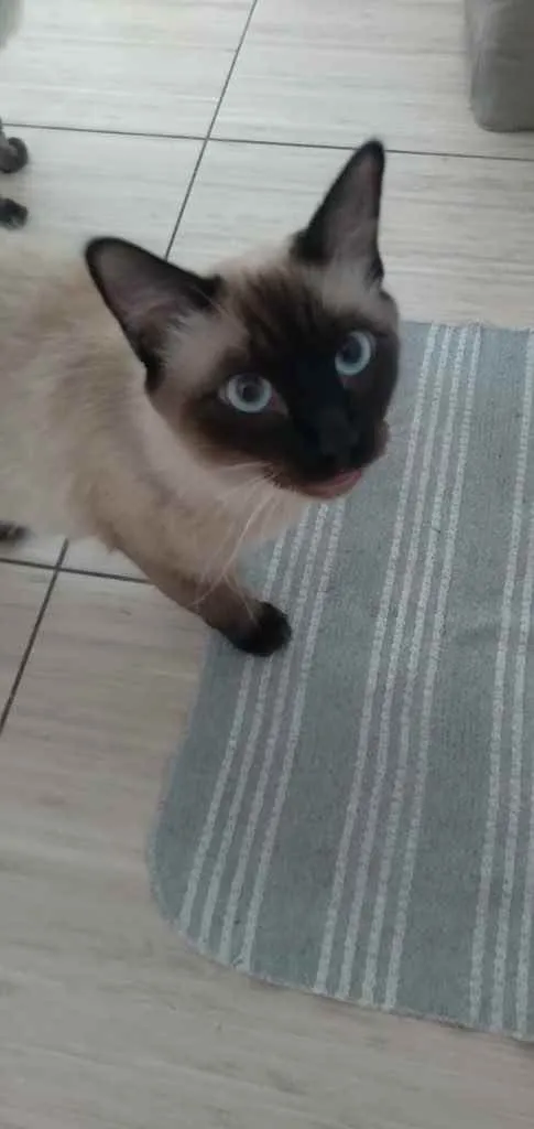 Gato ra a Siamês  idade 7 a 11 meses nome Bruce e jade 