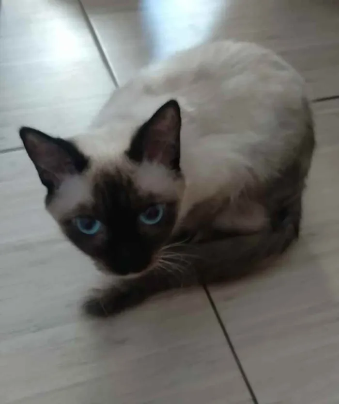 Gato ra a Siamês  idade 7 a 11 meses nome Bruce e jade 