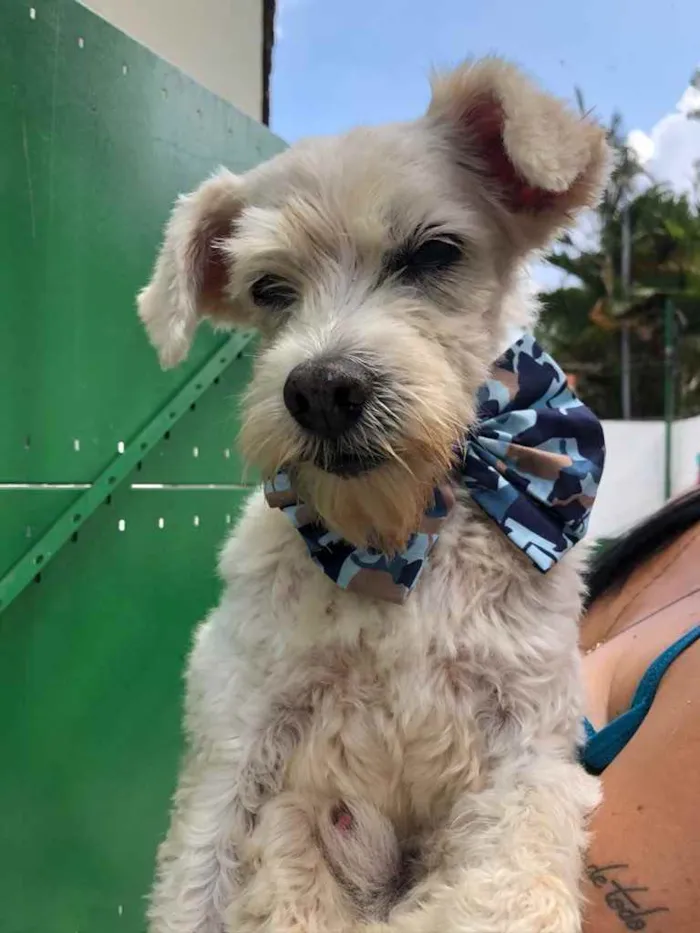 Cachorro raça SRD  idade 6 ou mais anos nome Rubinho 