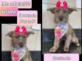 Belinha 