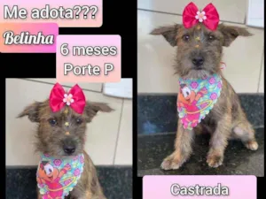 Cachorro raça SRD idade 7 a 11 meses nome Belinha 