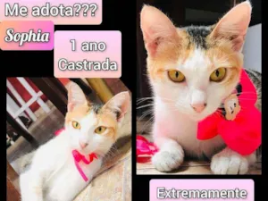 Gato raça SRD idade 7 a 11 meses nome Sophia