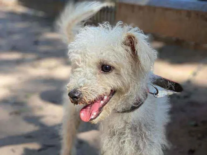 Cachorro ra a Poodle idade 7 a 11 meses nome Branquinho