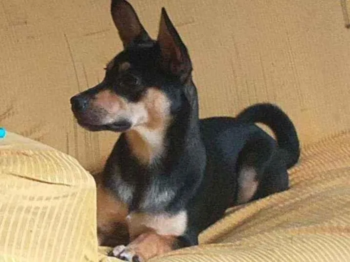 Cachorro ra a Vira lata  idade 7 a 11 meses nome Bibi