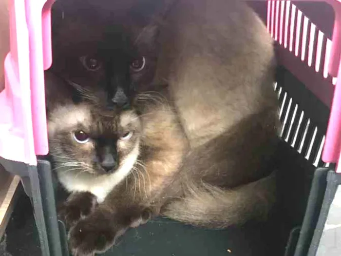 Gato ra a Siamês  idade 7 a 11 meses nome Bruce e jade 