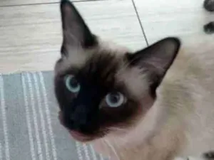 Gato raça Siamês  idade 7 a 11 meses nome Bruce e jade 