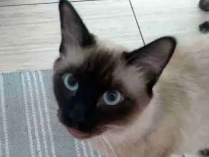 Gato ra a Siamês  idade 7 a 11 meses nome Bruce e jade 