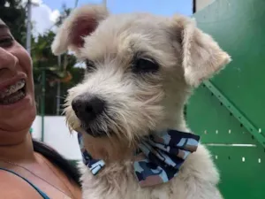 Cachorro raça SRD  idade 6 ou mais anos nome Rubinho 