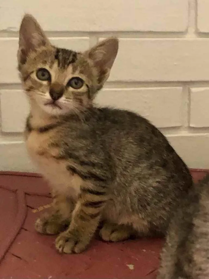 Gato ra a Srd idade Abaixo de 2 meses nome Eva
