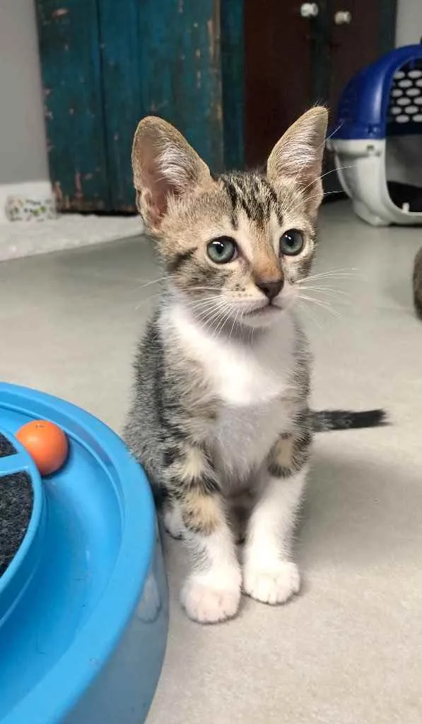 Gato ra a Srd idade Abaixo de 2 meses nome Marcelino 