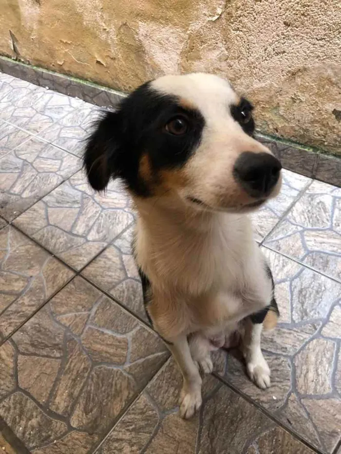 Cachorro ra a Vira lara idade 1 ano nome Maria Eugenia