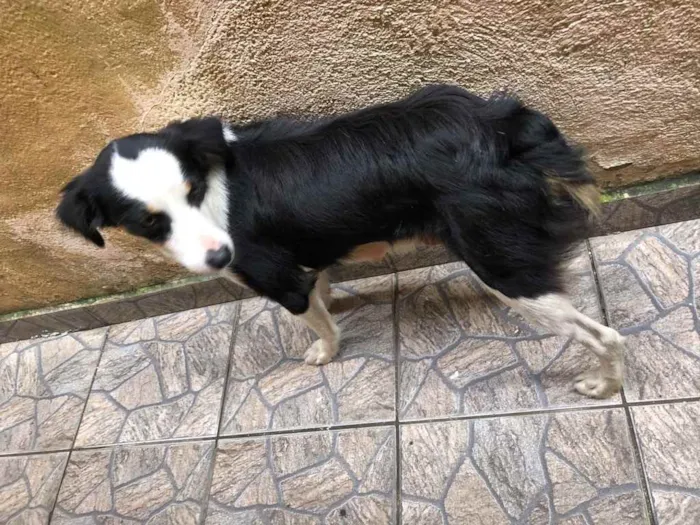 Cachorro ra a Vira lara idade 1 ano nome Maria Eugenia