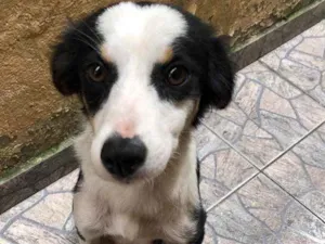 Cachorro raça Vira lara idade 1 ano nome Maria Eugenia