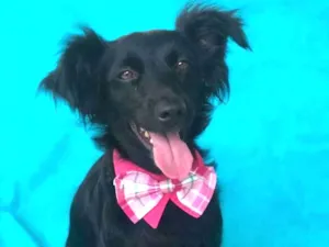 Cachorro raça SRD  idade 2 anos nome Salada