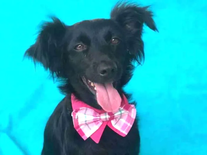 Cachorro raça SRD  idade 2 anos nome Salada